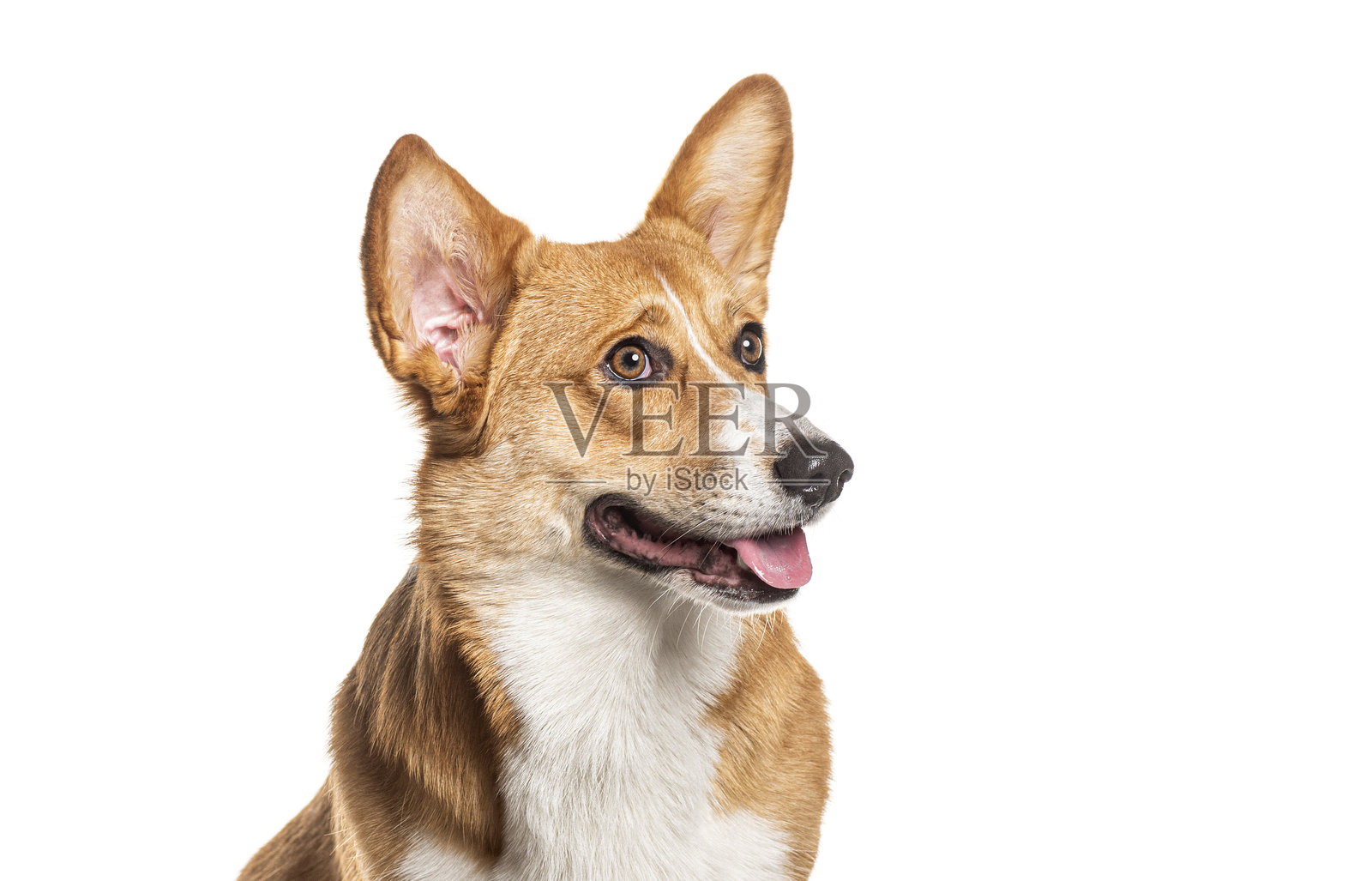 坐着的威尔士柯基犬，侧身望向一边，喘气，背景为白色。照片摄影图片