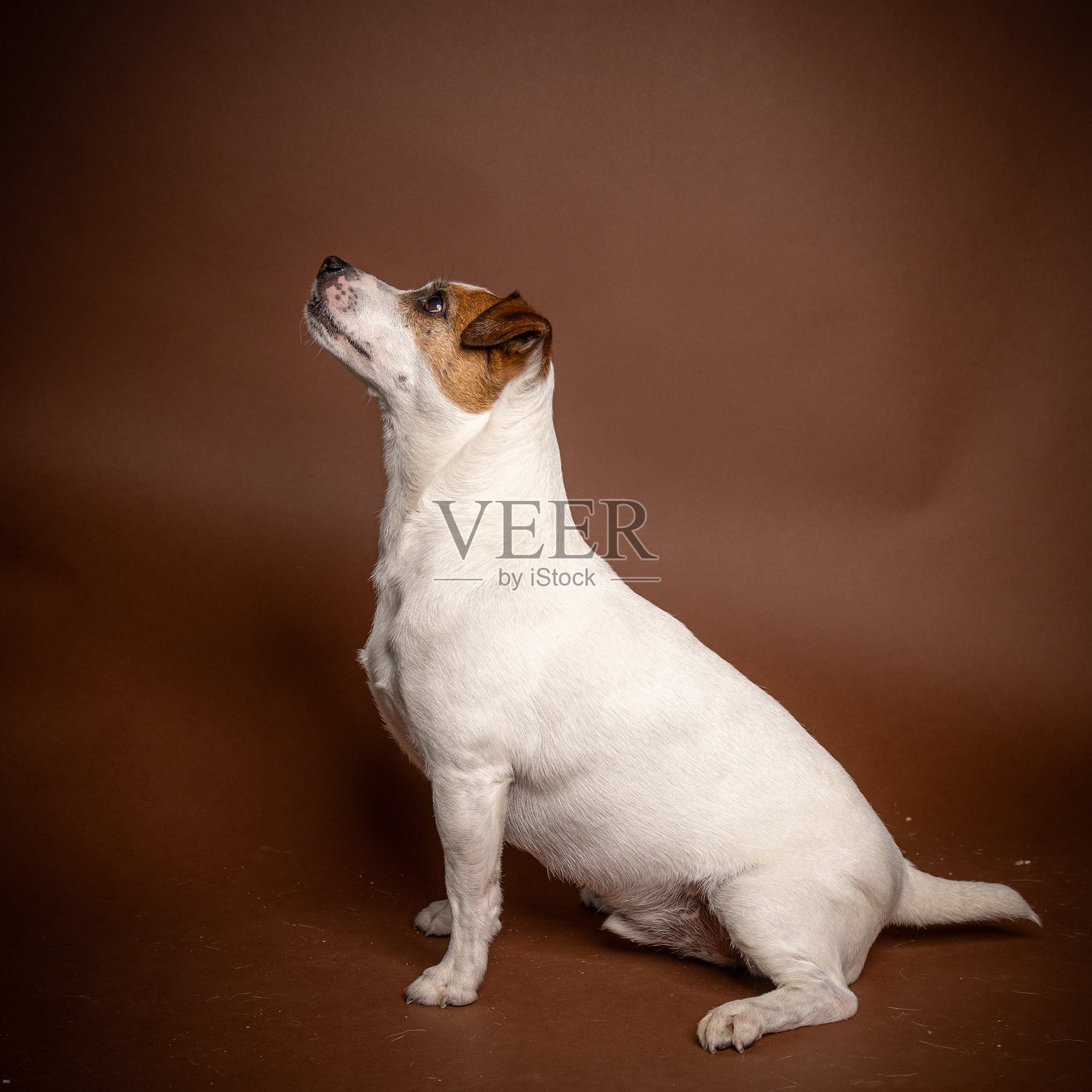 狗照片摄影图片