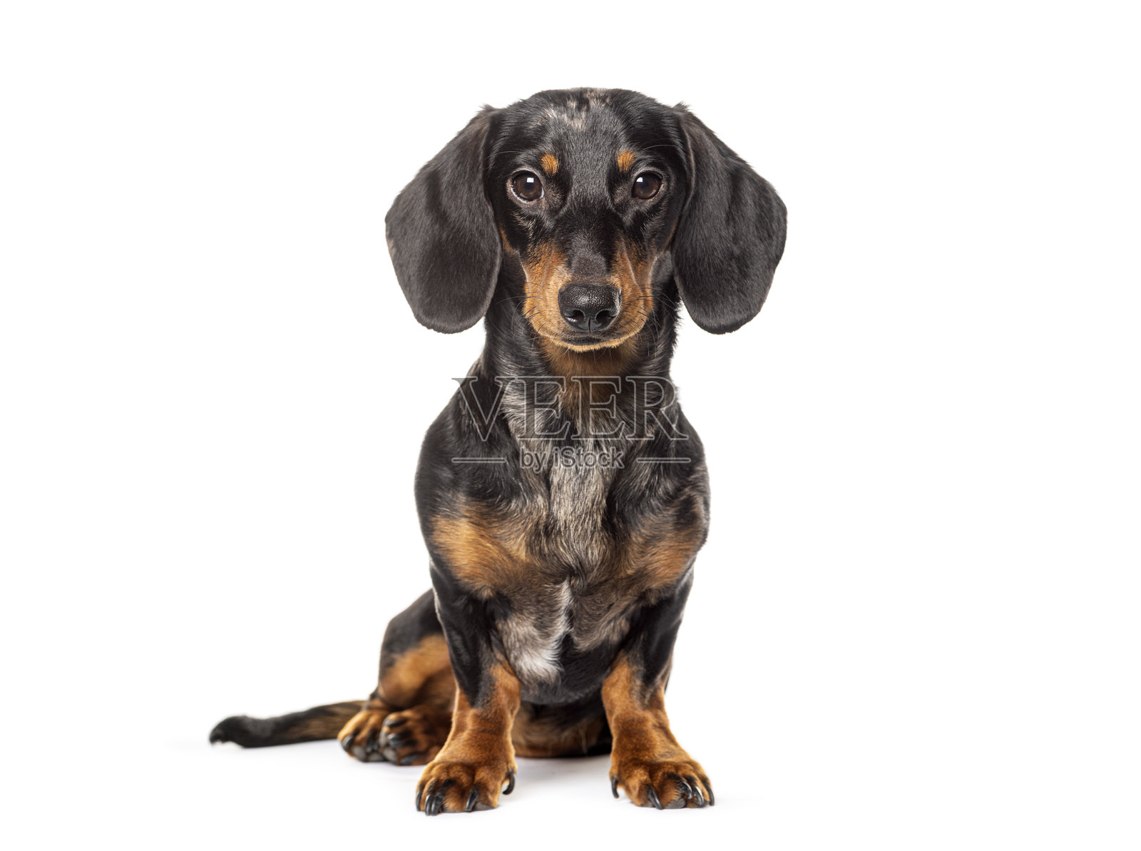 坐着的腊肠犬盯着镜头，背景为白色照片摄影图片