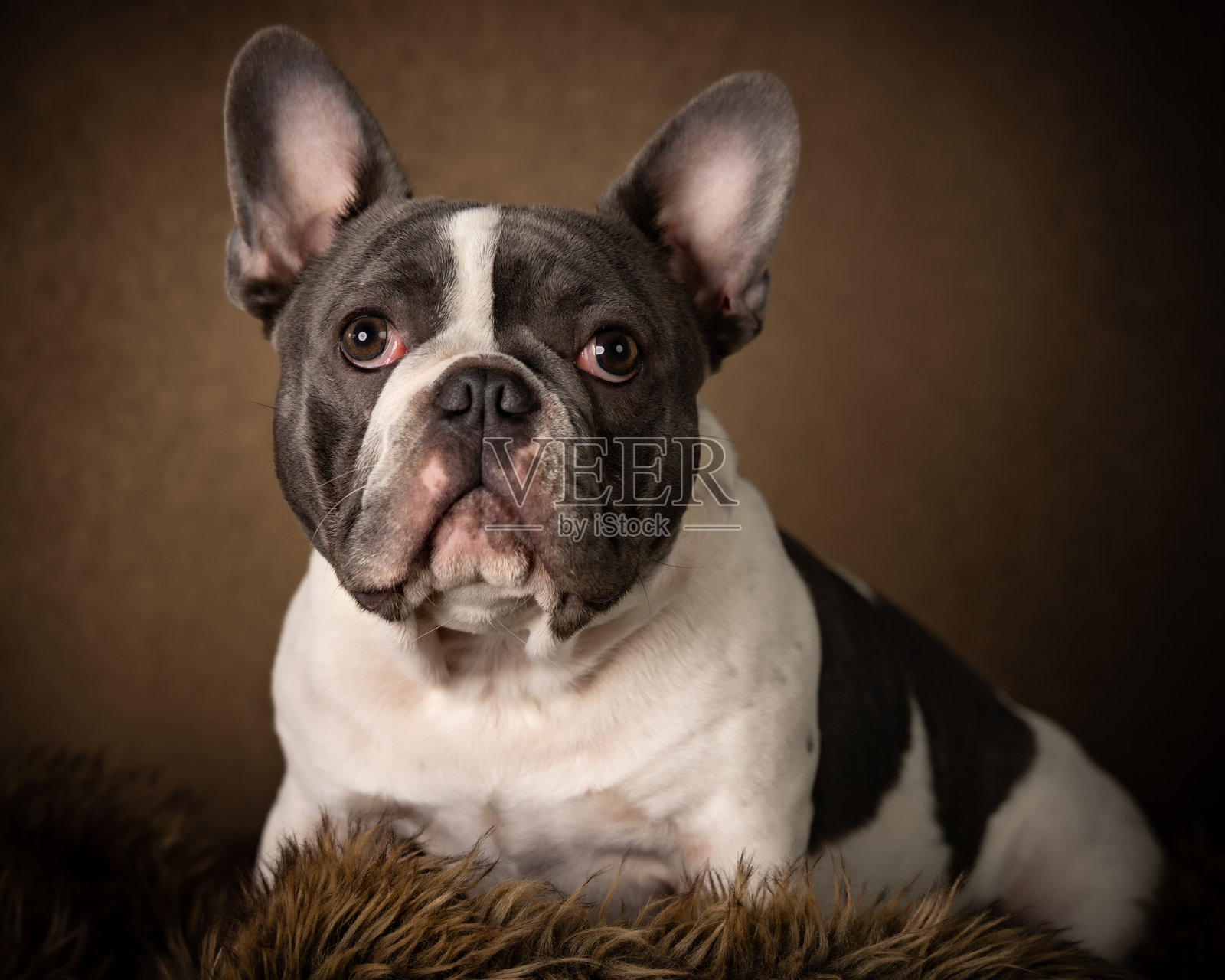 狗照片摄影图片