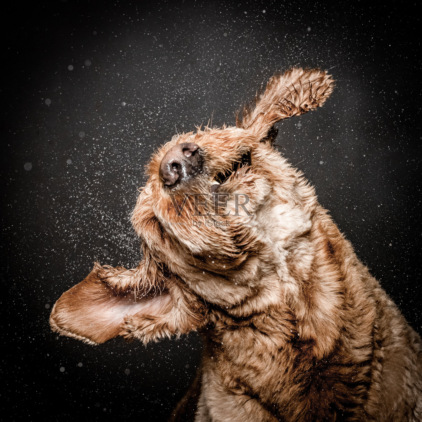 狗照片摄影图片