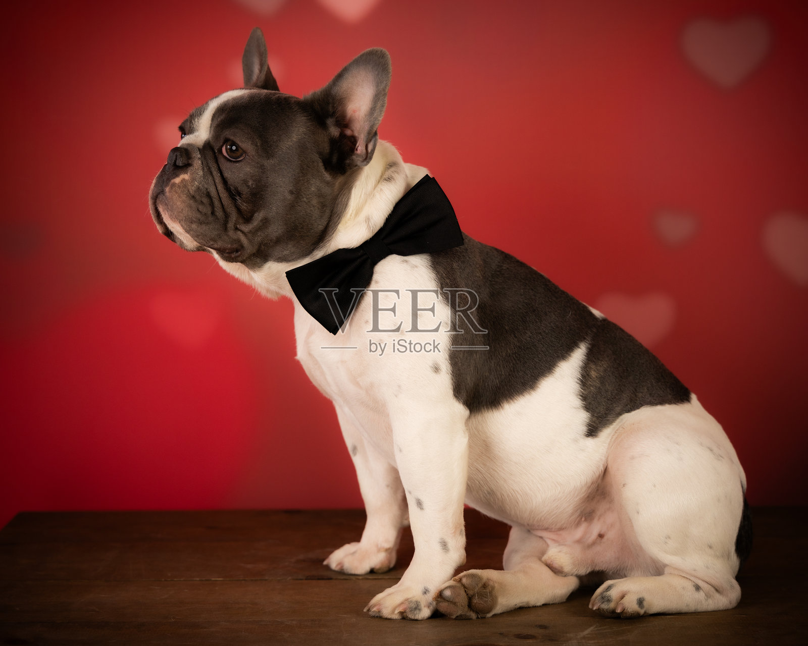 狗照片摄影图片