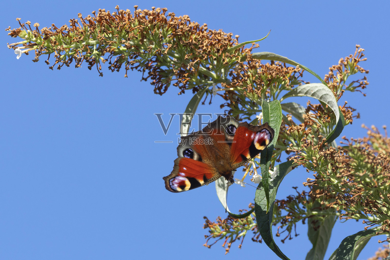 孔雀蝶（Aglais io）在夏紫丁香（Buddleja davidii）花上采蜜，正值夏末。照片摄影图片