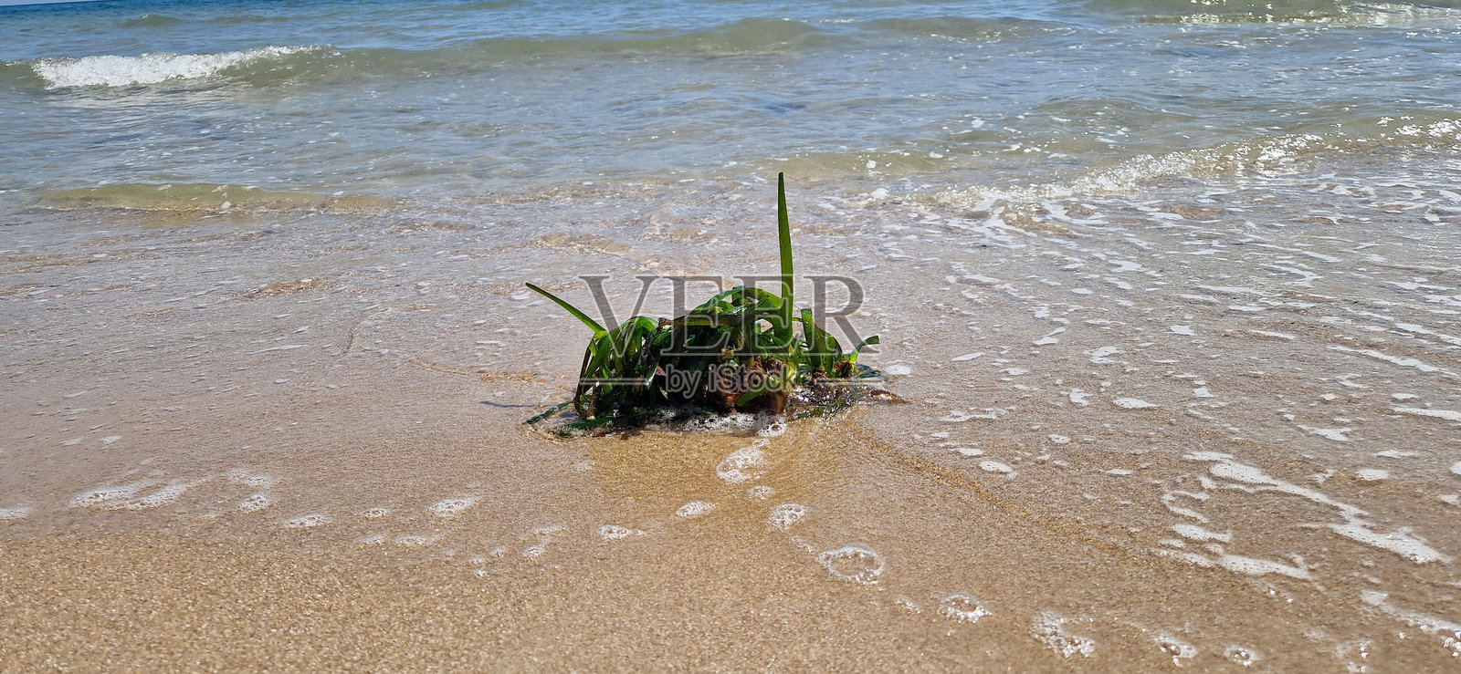 海洋草（Posidonia oceanica）是一种水生植物，特产于地中海，属于海草科（Posidoniaceae）。它被船只的锚撕扯后搁浅在岸边。照片摄影图片
