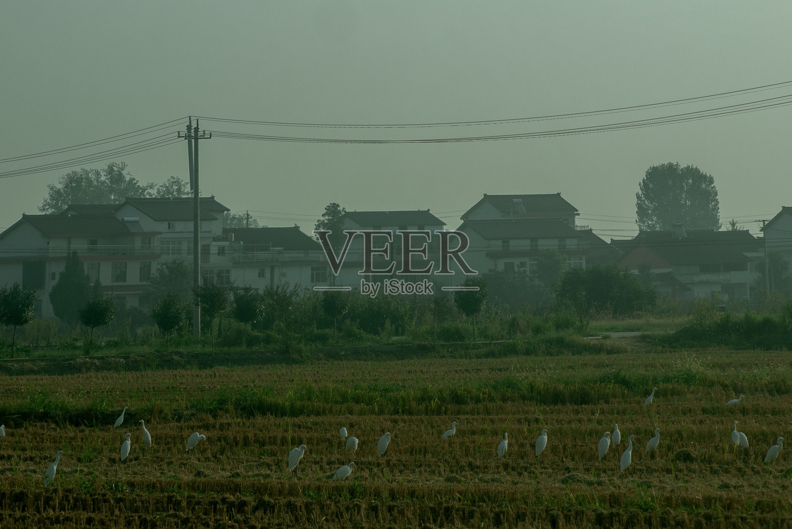 白色照片摄影图片