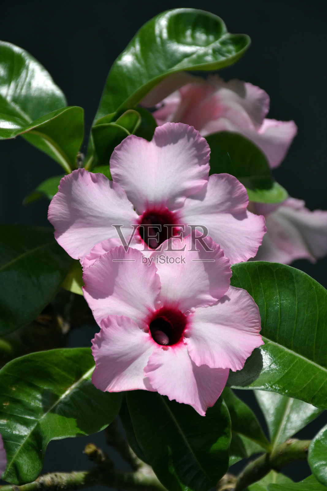 粉色的沙漠玫瑰在自然背景下。照片摄影图片