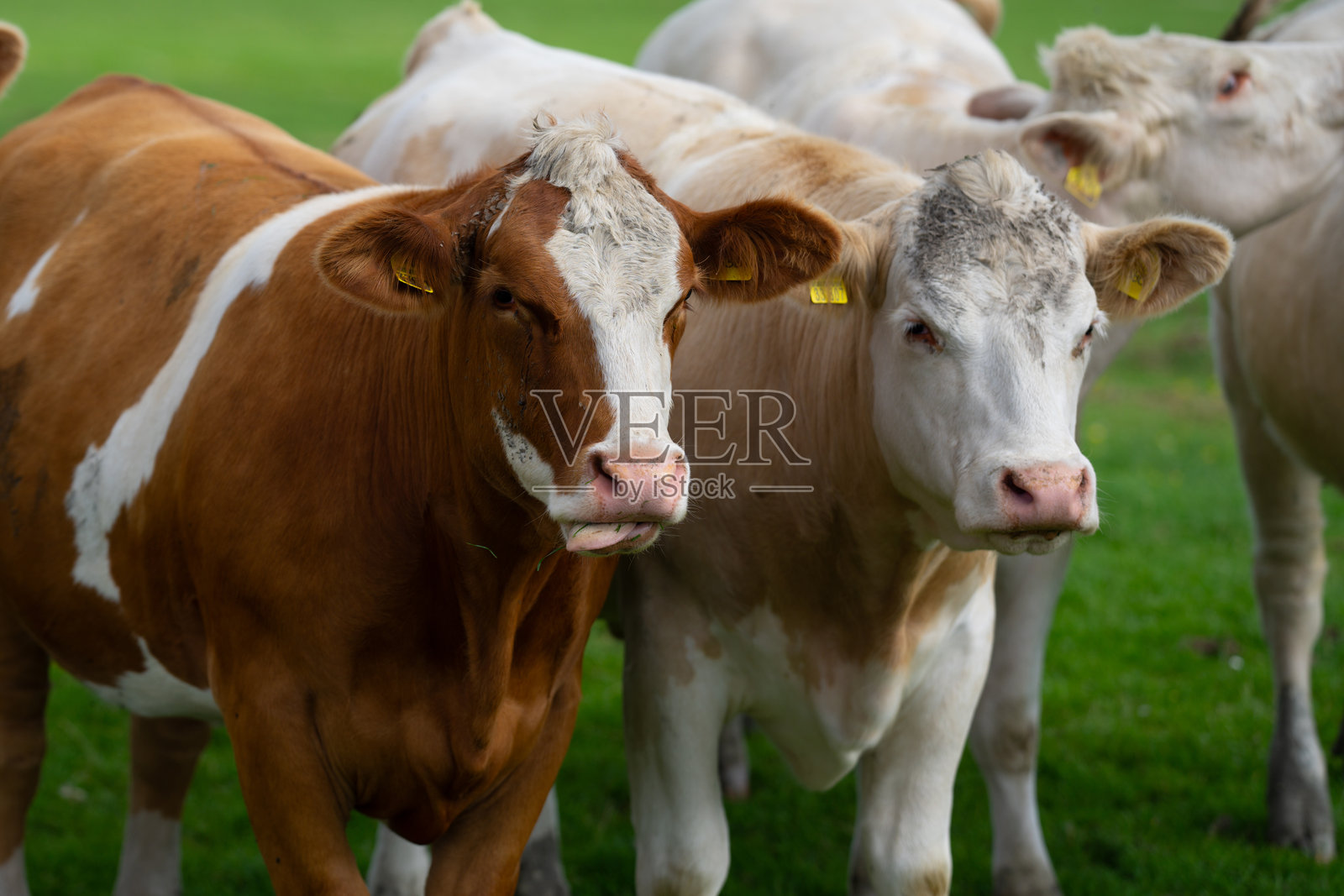 草地上的奶牛。荷斯坦奶牛。生态牛养殖。山地牧场的奶牛。夏季牧场上的奶牛。风景中一群奶牛在新鲜草地上吃草。照片摄影图片