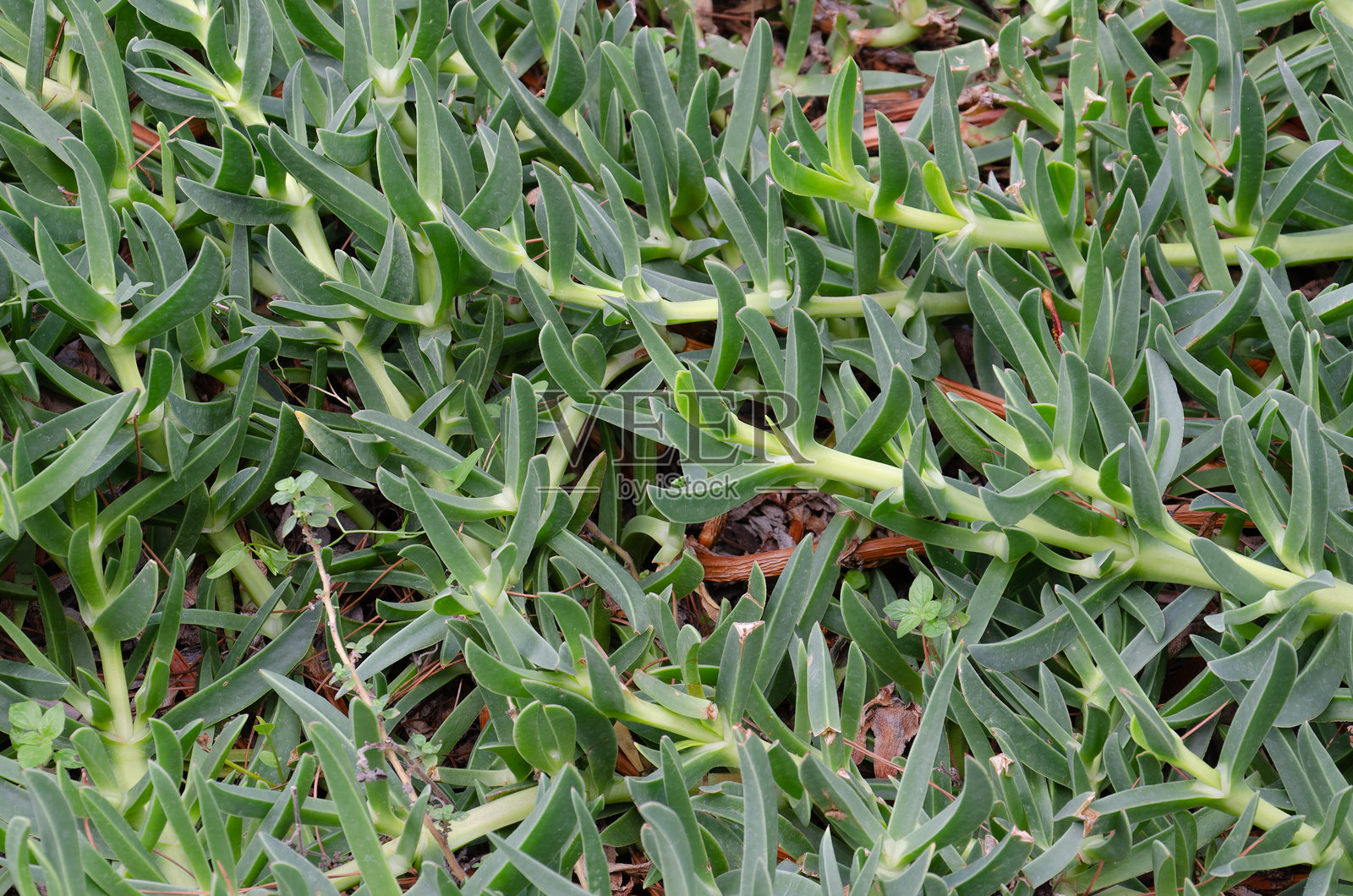卡波布罗图斯·埃杜利斯 - 霍滕托特无花果照片摄影图片