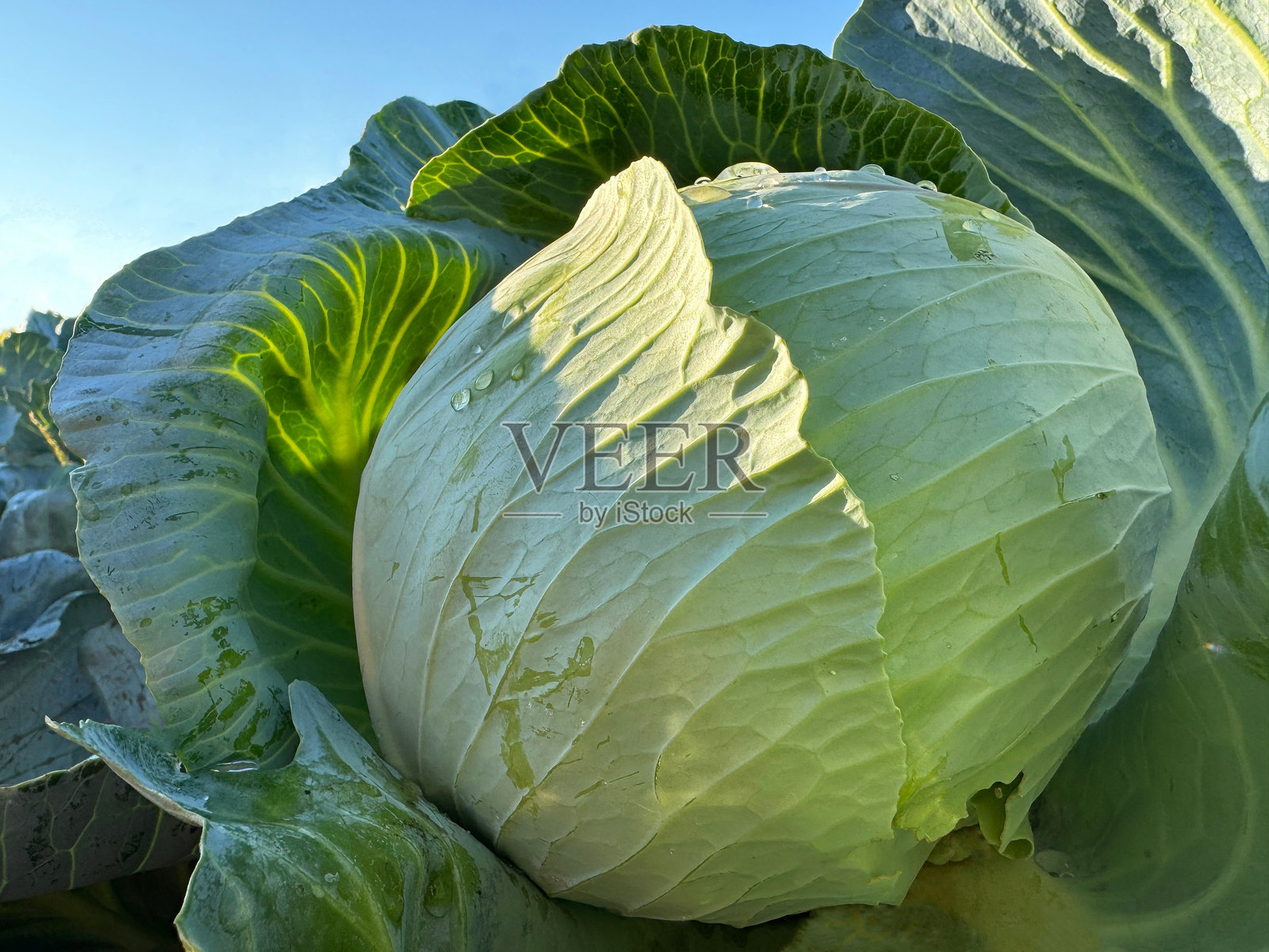 田野中的卷心菜头照片摄影图片