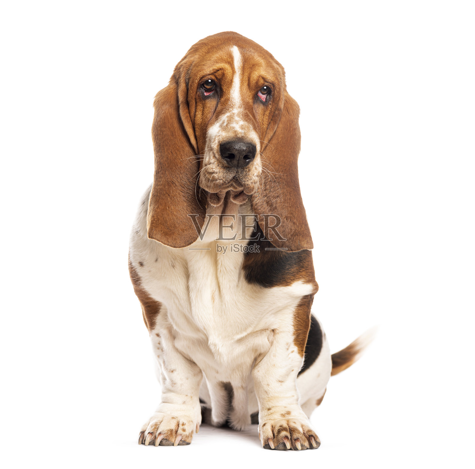 悲伤的巴吉犬坐着看着镜头照片摄影图片