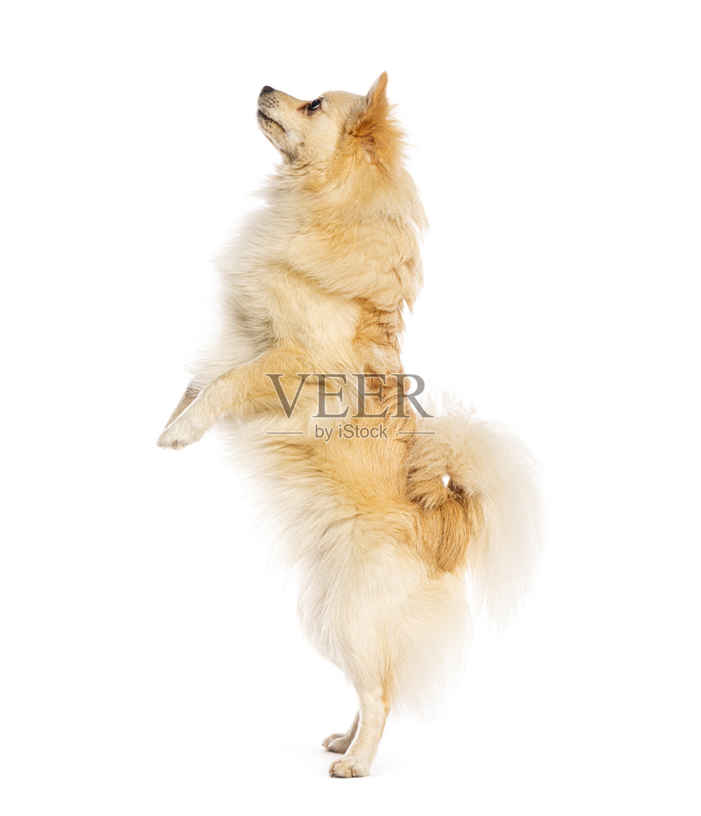 白色背景上站着的双腿行走的斯皮茨犬照片摄影图片