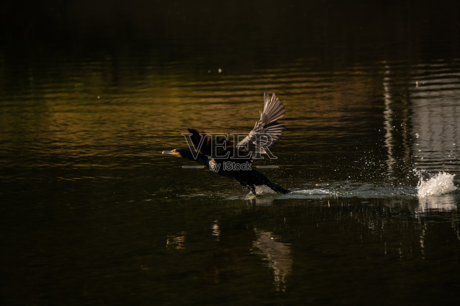 黑色鸬鹚飞过水面照片摄影图片
