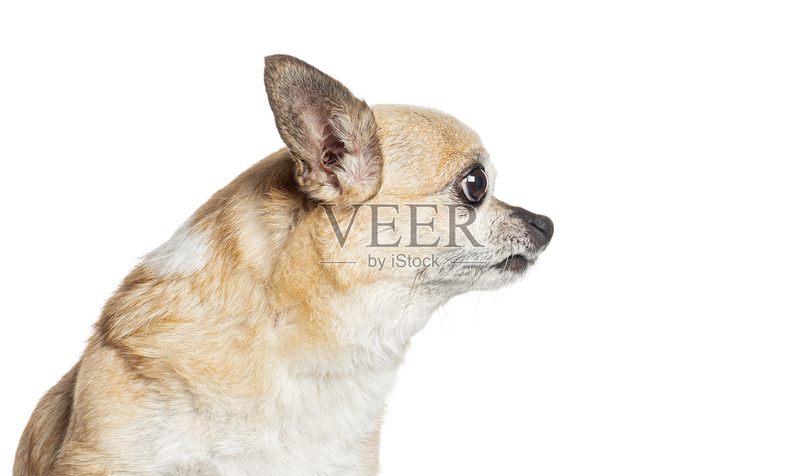 一只侧面朝外的吉娃娃犬的头像，背景为白色。照片摄影图片