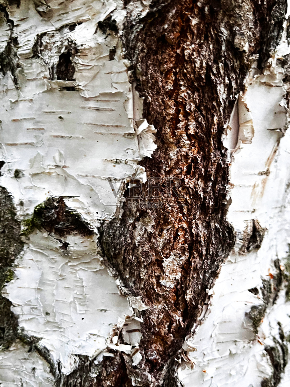 桦树皮纹理自然背景纸特写 / 桦树木纹理 / 桦树树皮照片摄影图片
