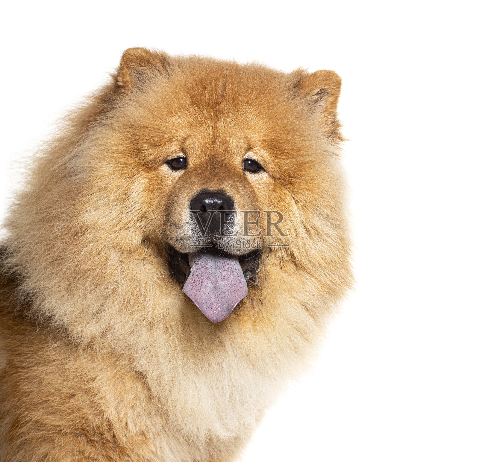 红色外套的松狮犬特写，露出蓝色舌头，正看着镜头，背景为单色。照片摄影图片