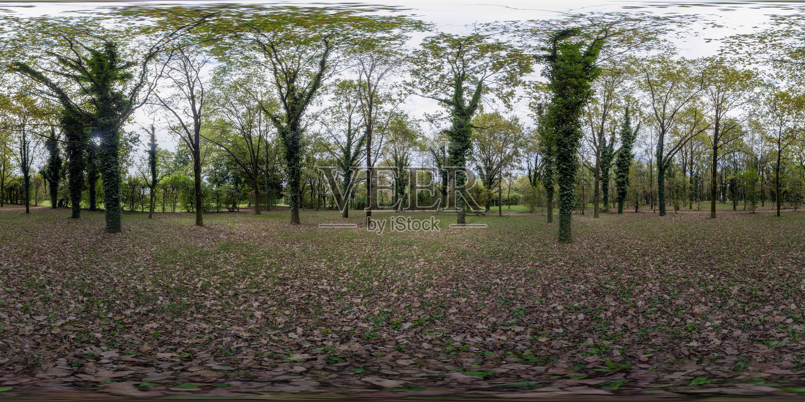 360度虚拟现实。秋天的树林照片摄影图片