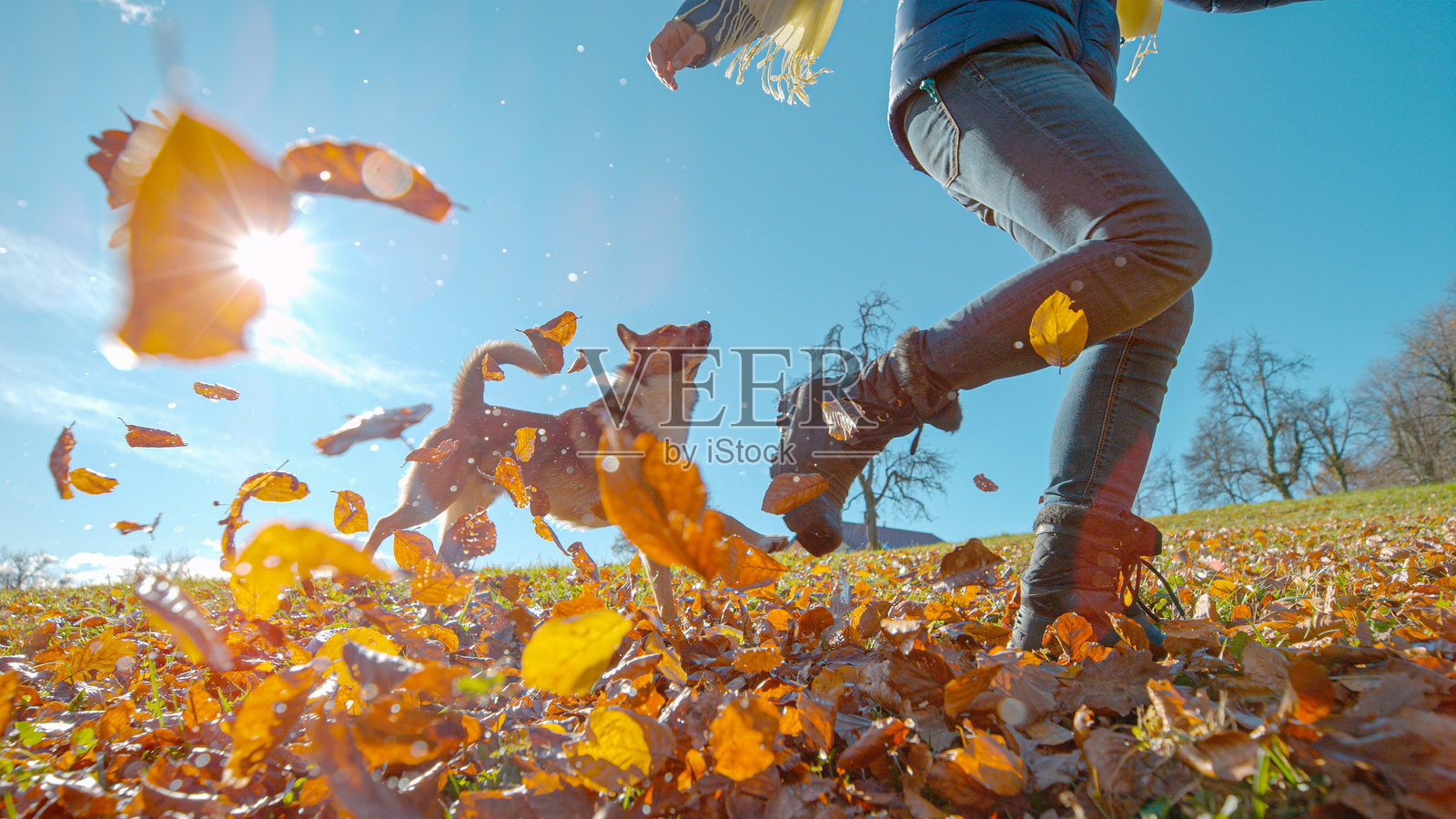 镜头光晕，低角度视图：女人和狗在飞舞的秋叶中奔跑照片摄影图片