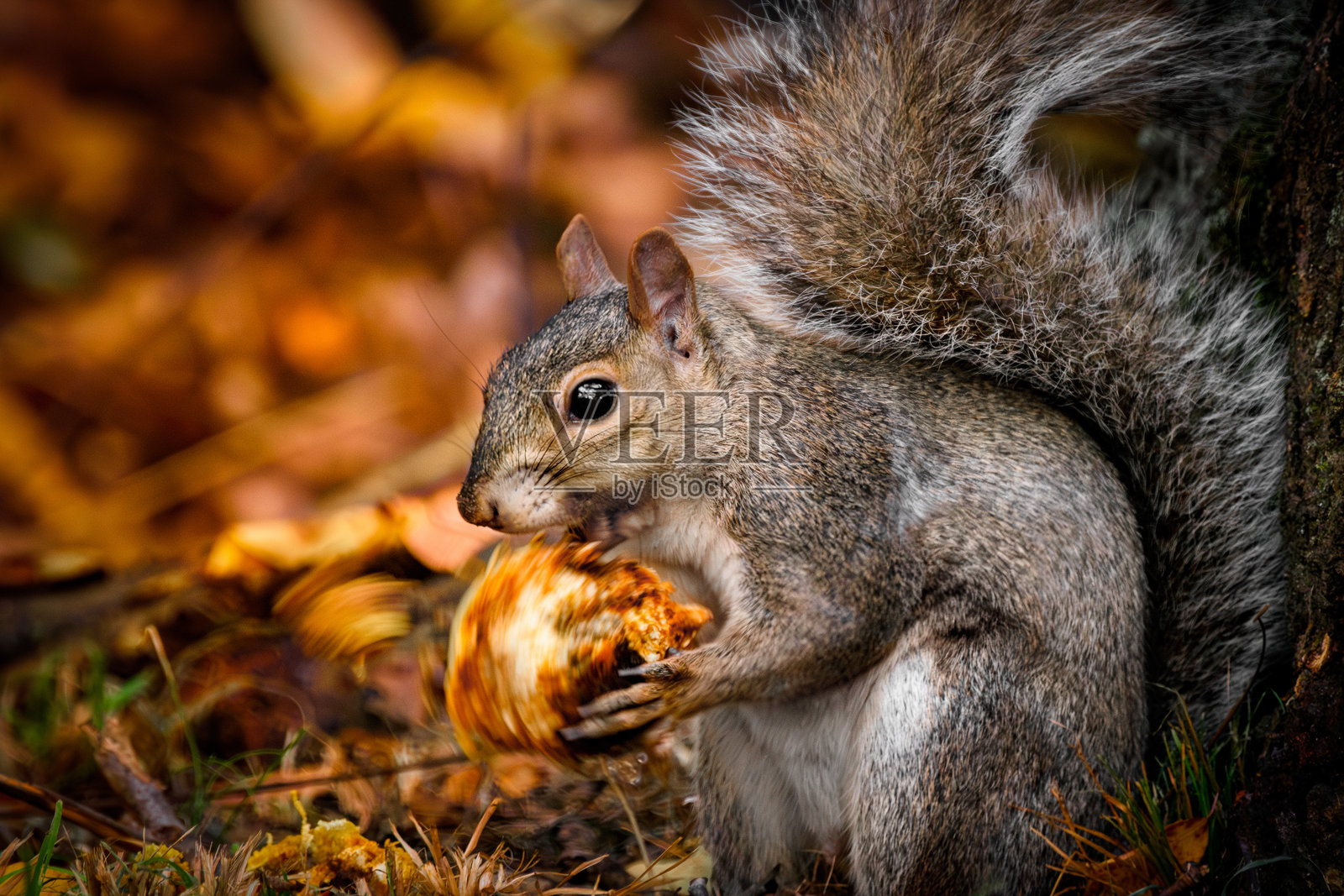 松鼠在秋天落叶前剥核桃。照片摄影图片