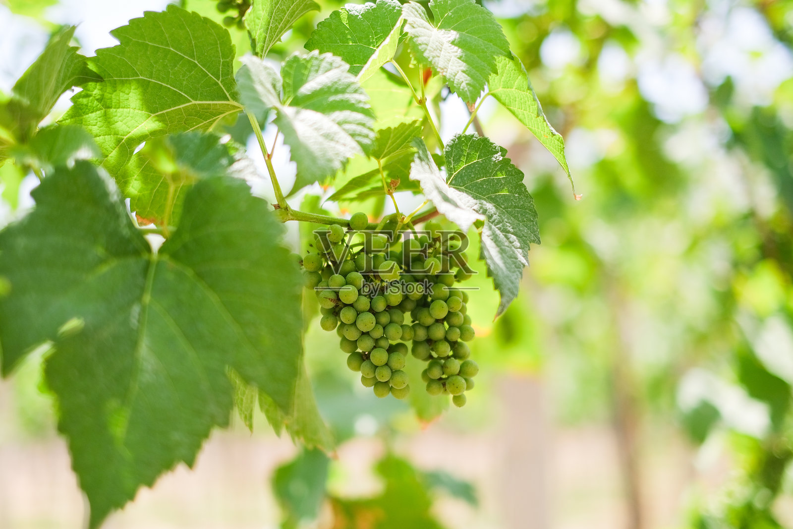 巴厘岛葡萄园中的穆斯卡特葡萄照片摄影图片