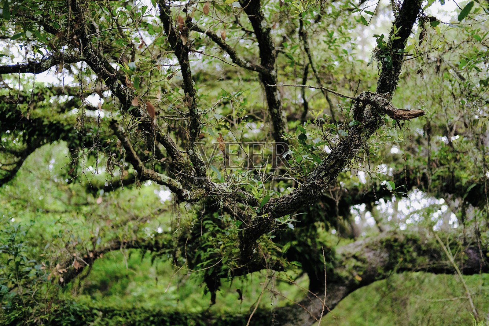 橡树簇 43照片摄影图片
