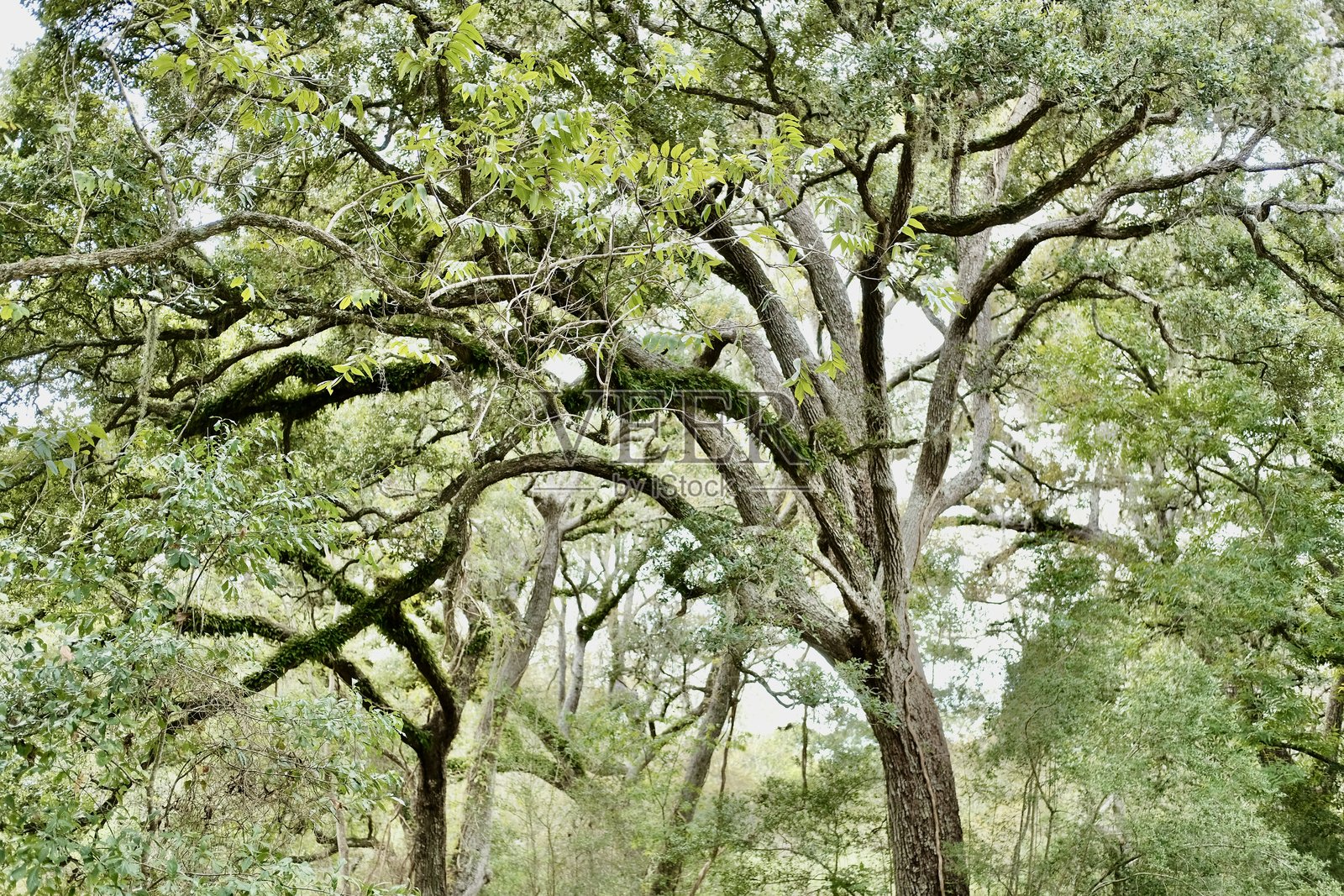 橡树簇 42照片摄影图片