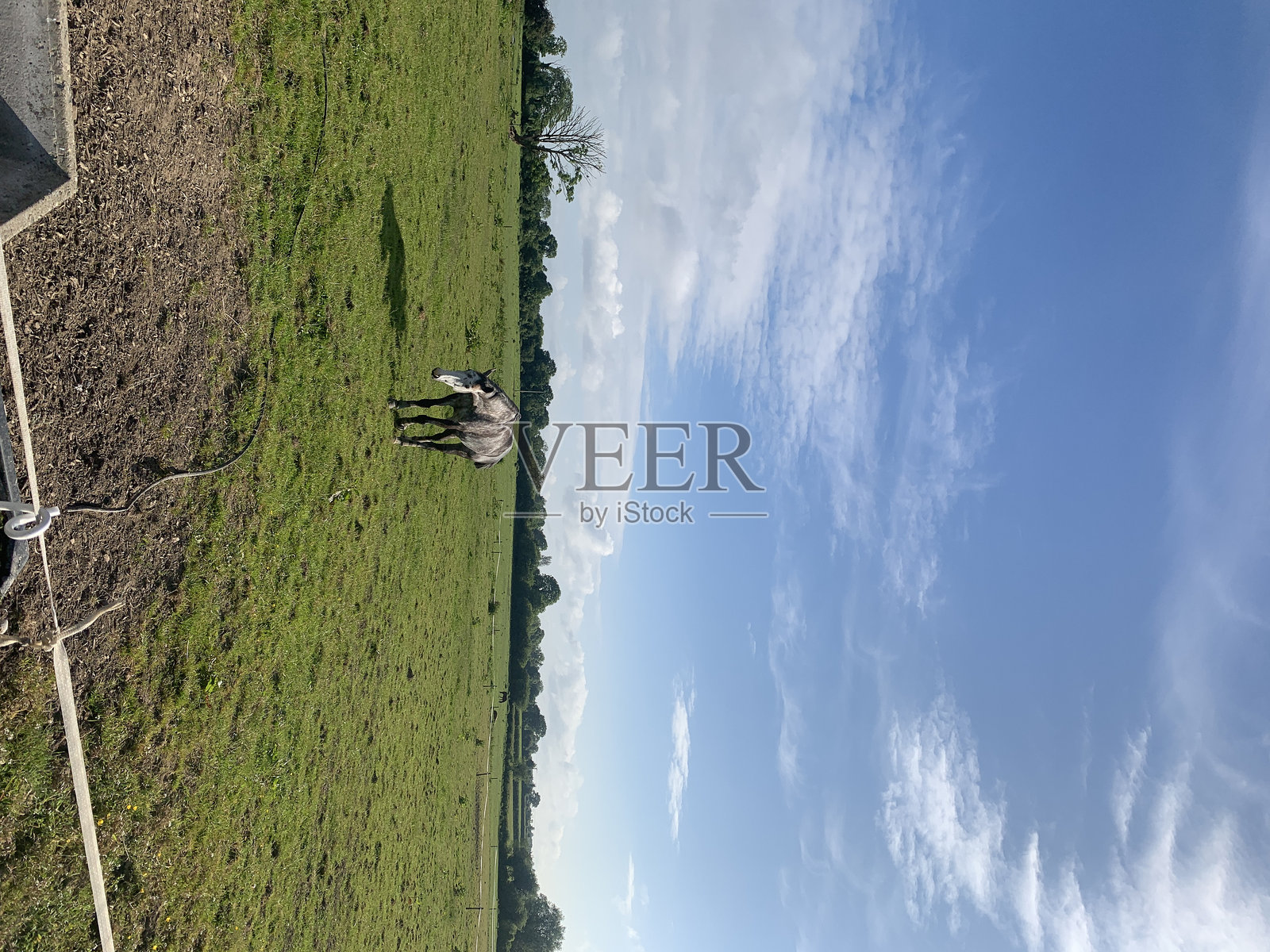 马在牧场上照片摄影图片