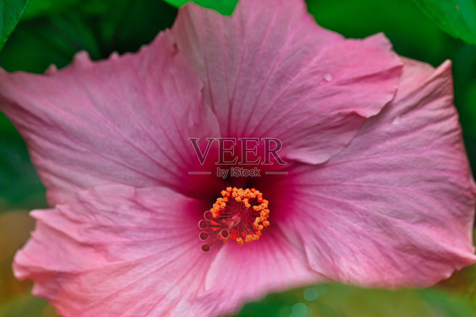 康沃尔郡伊登项目的粉色木槿花特写照片摄影图片