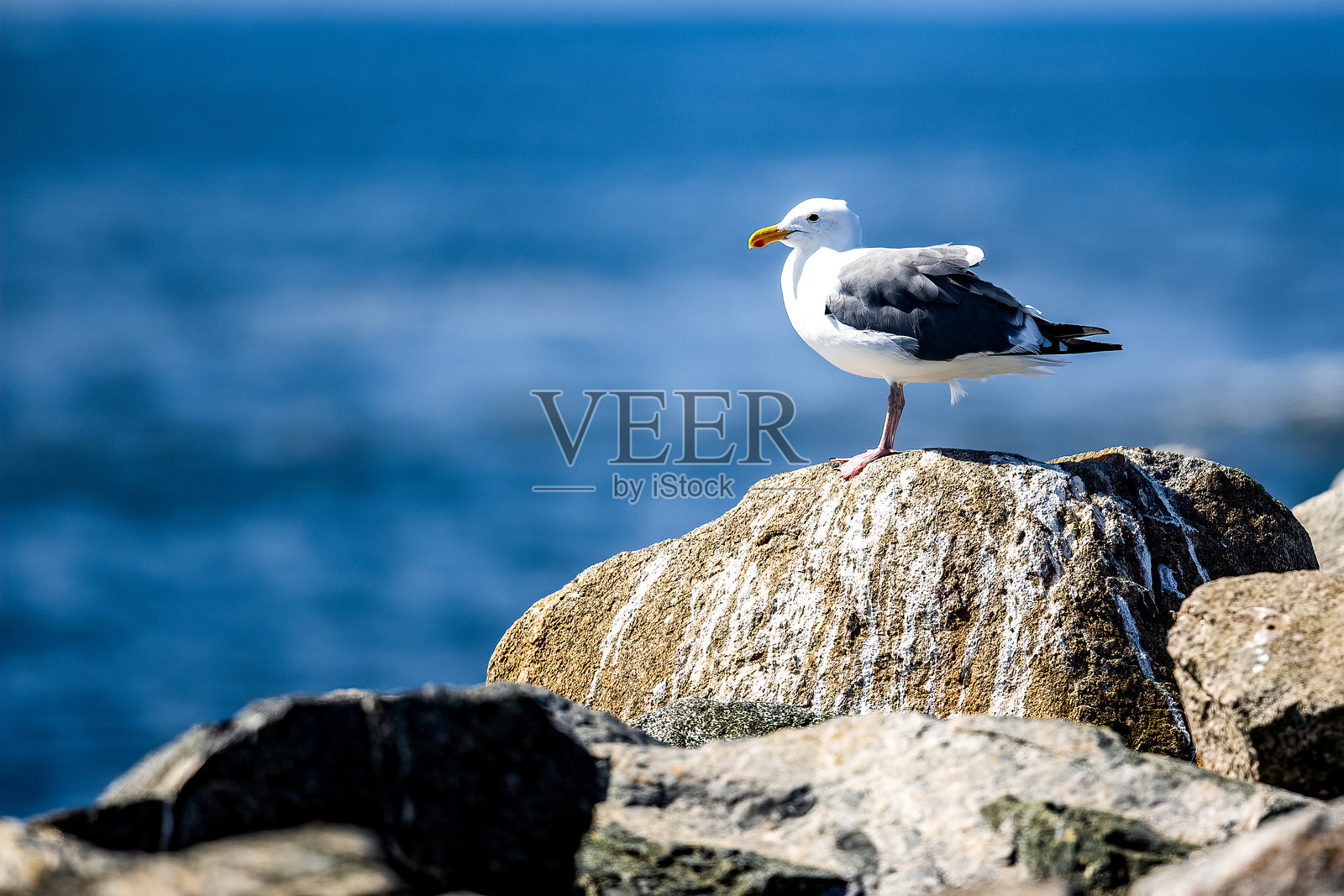 海鸥照片摄影图片