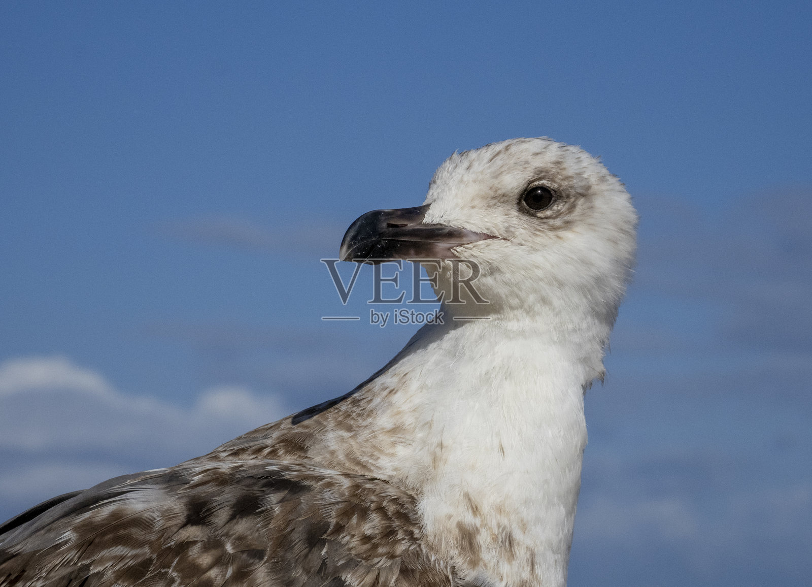 黑头鸥特写镜头照片摄影图片