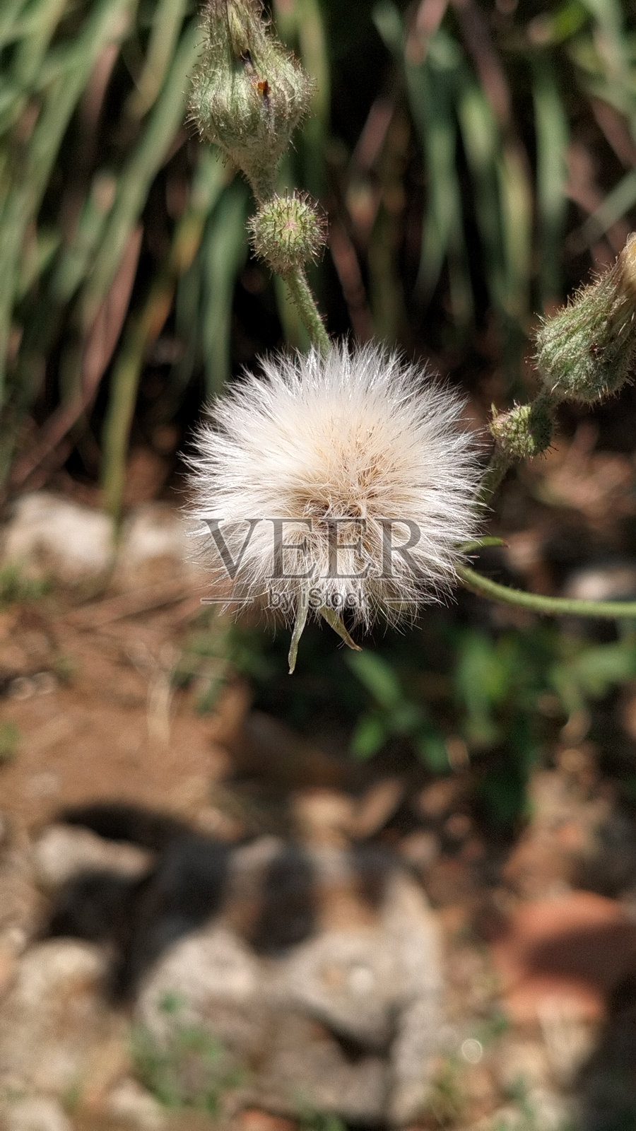 杂草照片摄影图片