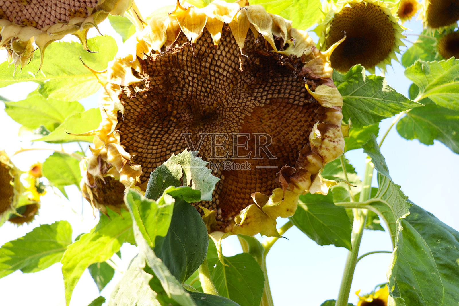 成熟的向日葵与蓝天相映照片摄影图片