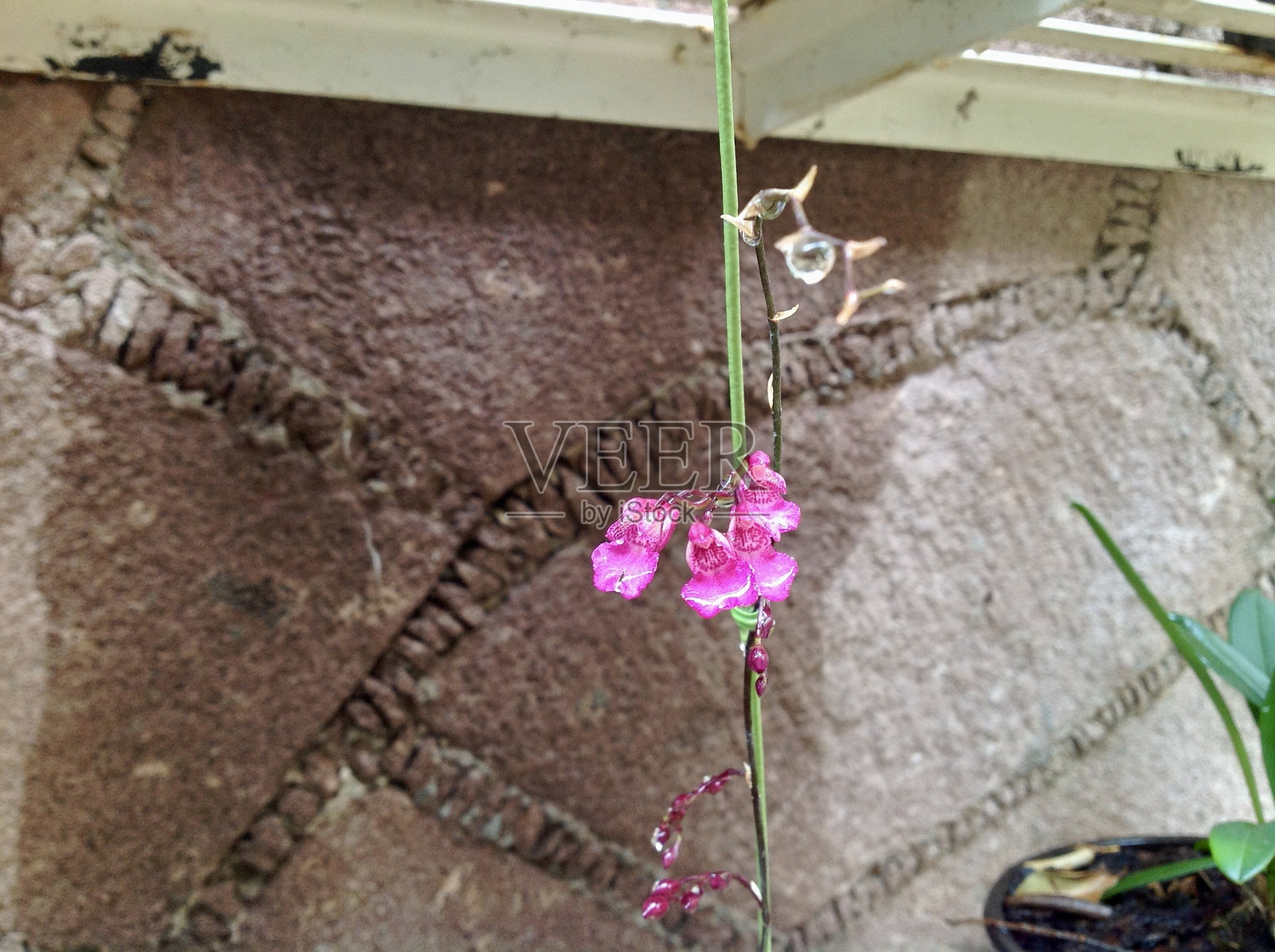 兰花照片摄影图片