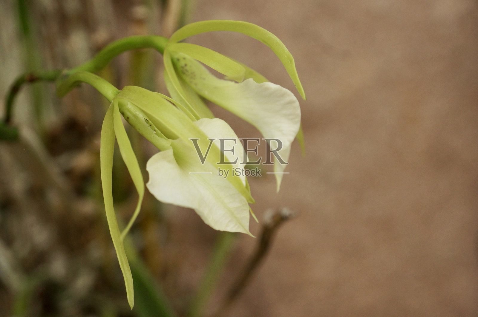 兰花照片摄影图片