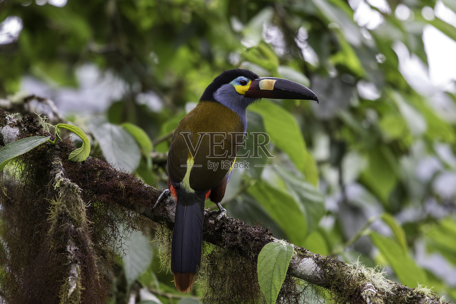 板喙山巨嘴鸟照片摄影图片