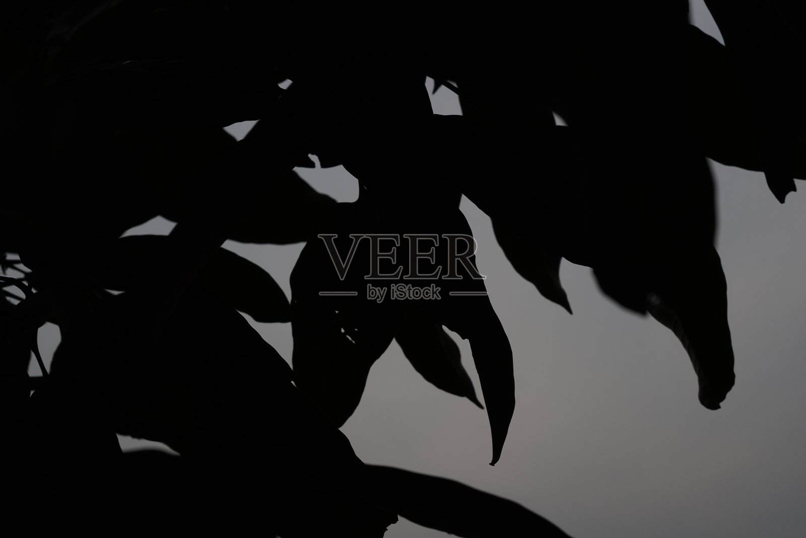 芒果树叶的轮廓剪影照片摄影图片