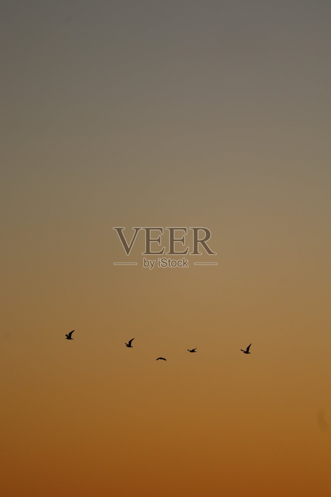 在橙色中飞翔照片摄影图片