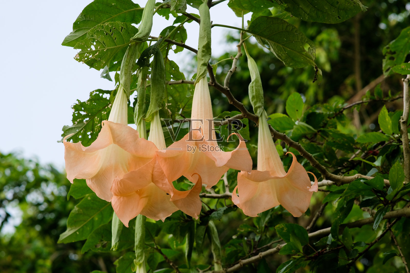 在拉古纳前往餐厅的路上，桃色天使喇叭花。照片摄影图片
