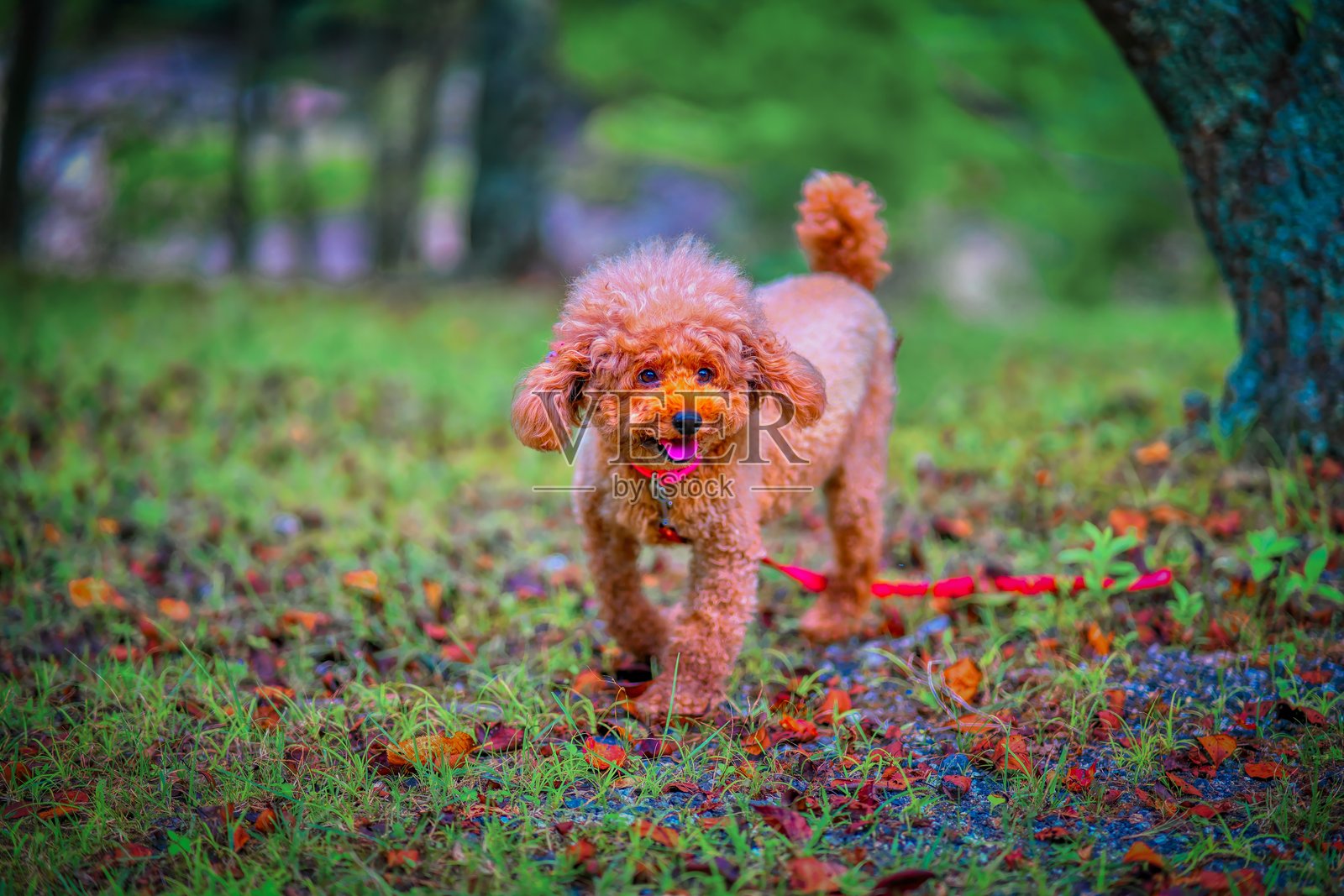 狗 511 遛狗照片摄影图片