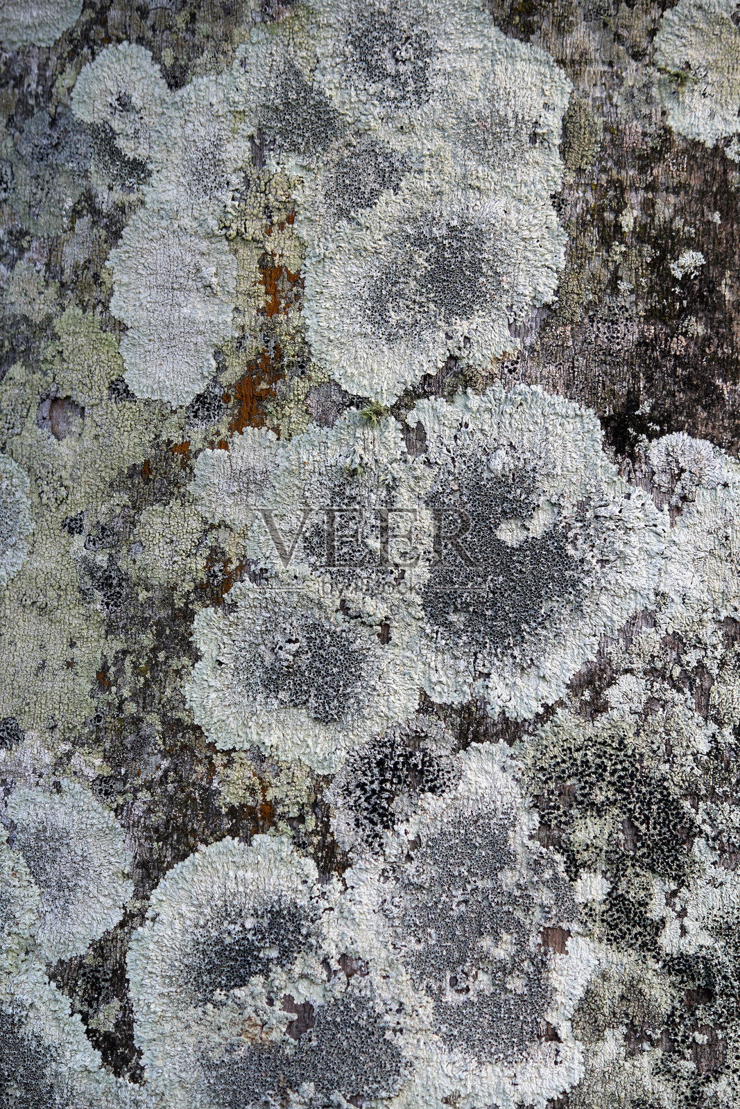 棕榈树干上的苔藓抽象纹理背景照片摄影图片
