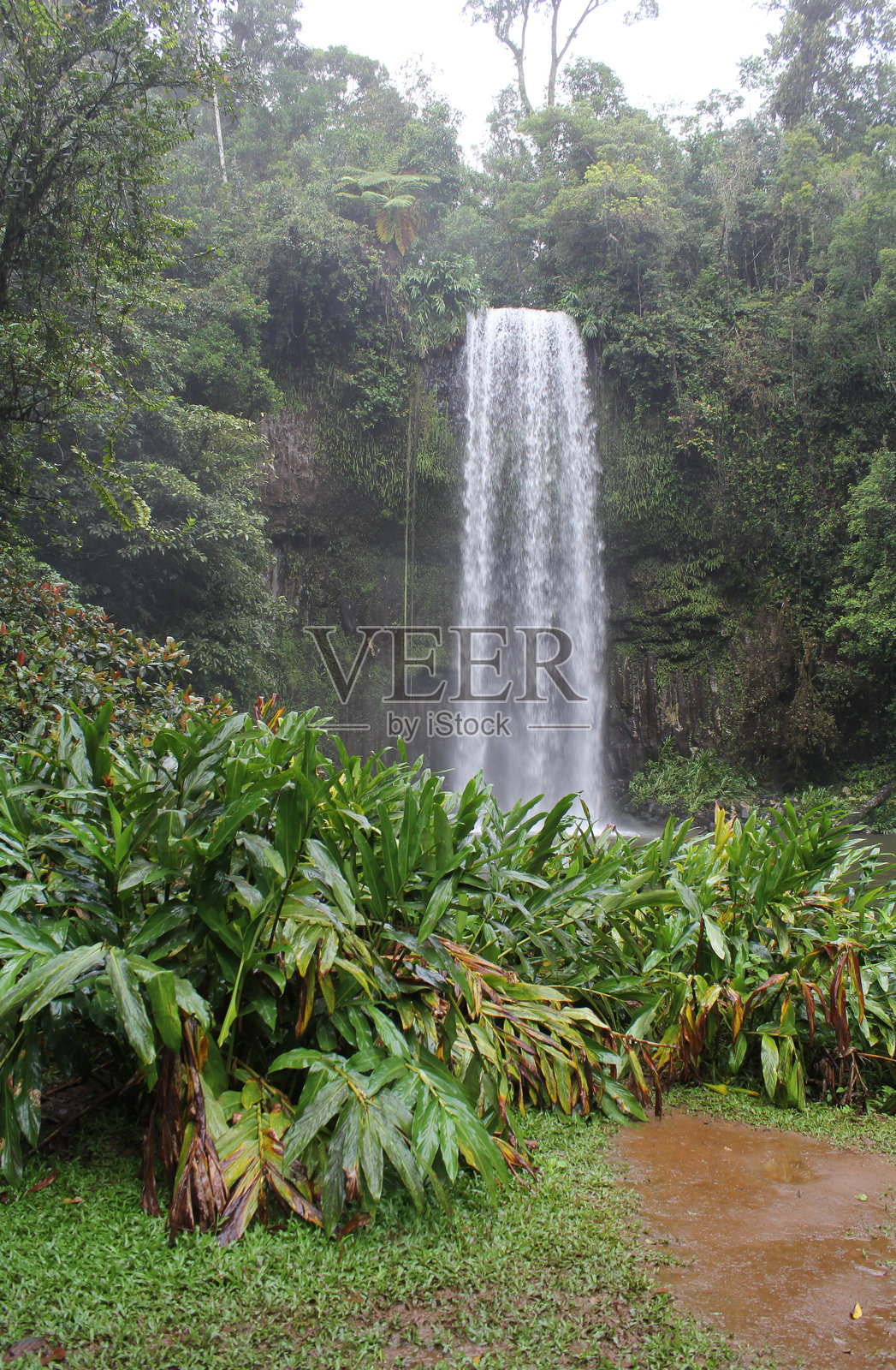 米拉米拉瀑布被澳大利亚法尔北昆士兰的郁郁葱葱的绿树环绕照片摄影图片