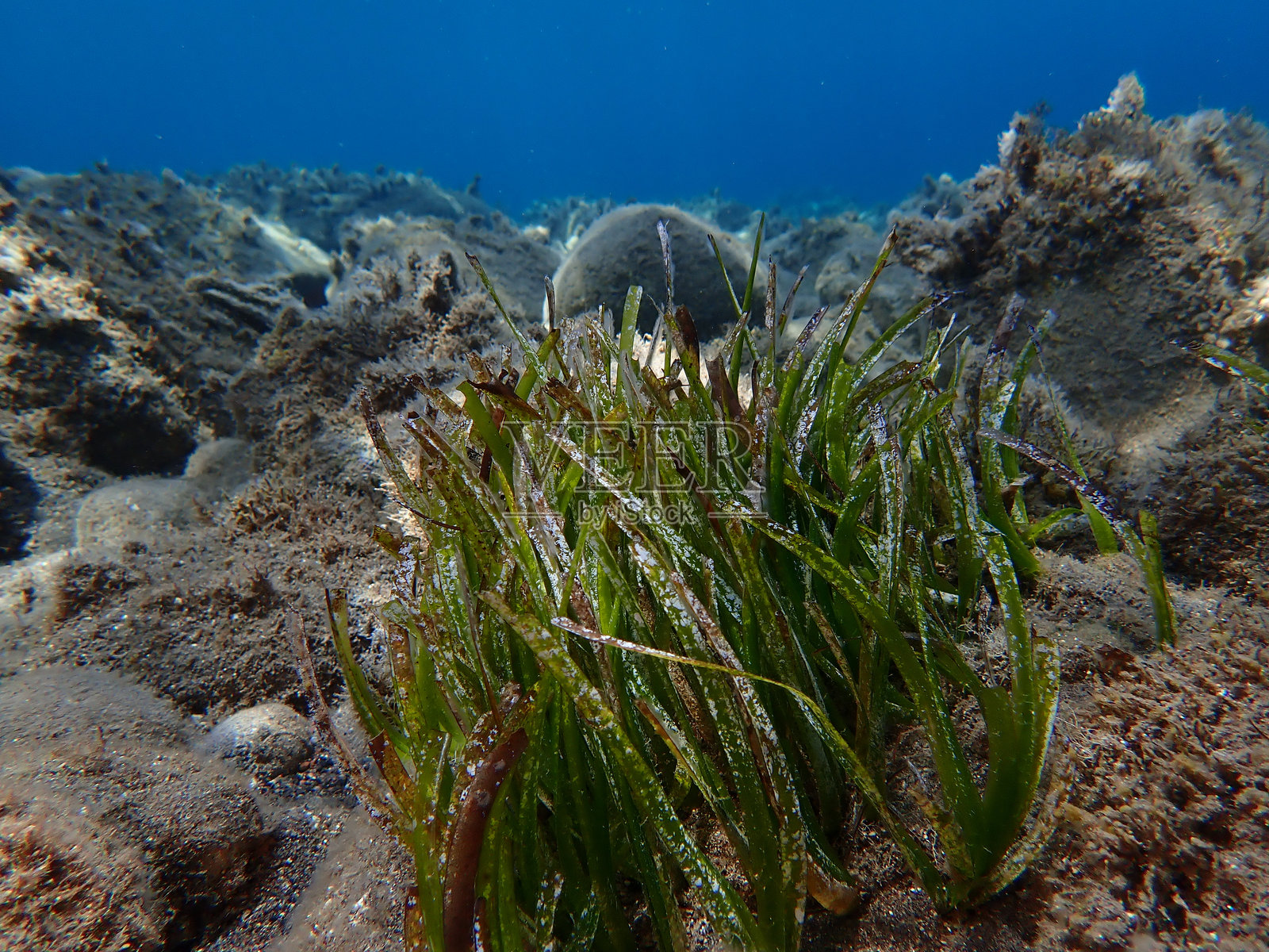 海洋中的海王星草或地中海带藻（Posidonia oceanica）照片摄影图片
