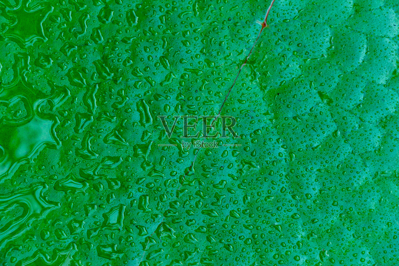 绿水 lily 叶子上的水滴特写照片。照片摄影图片