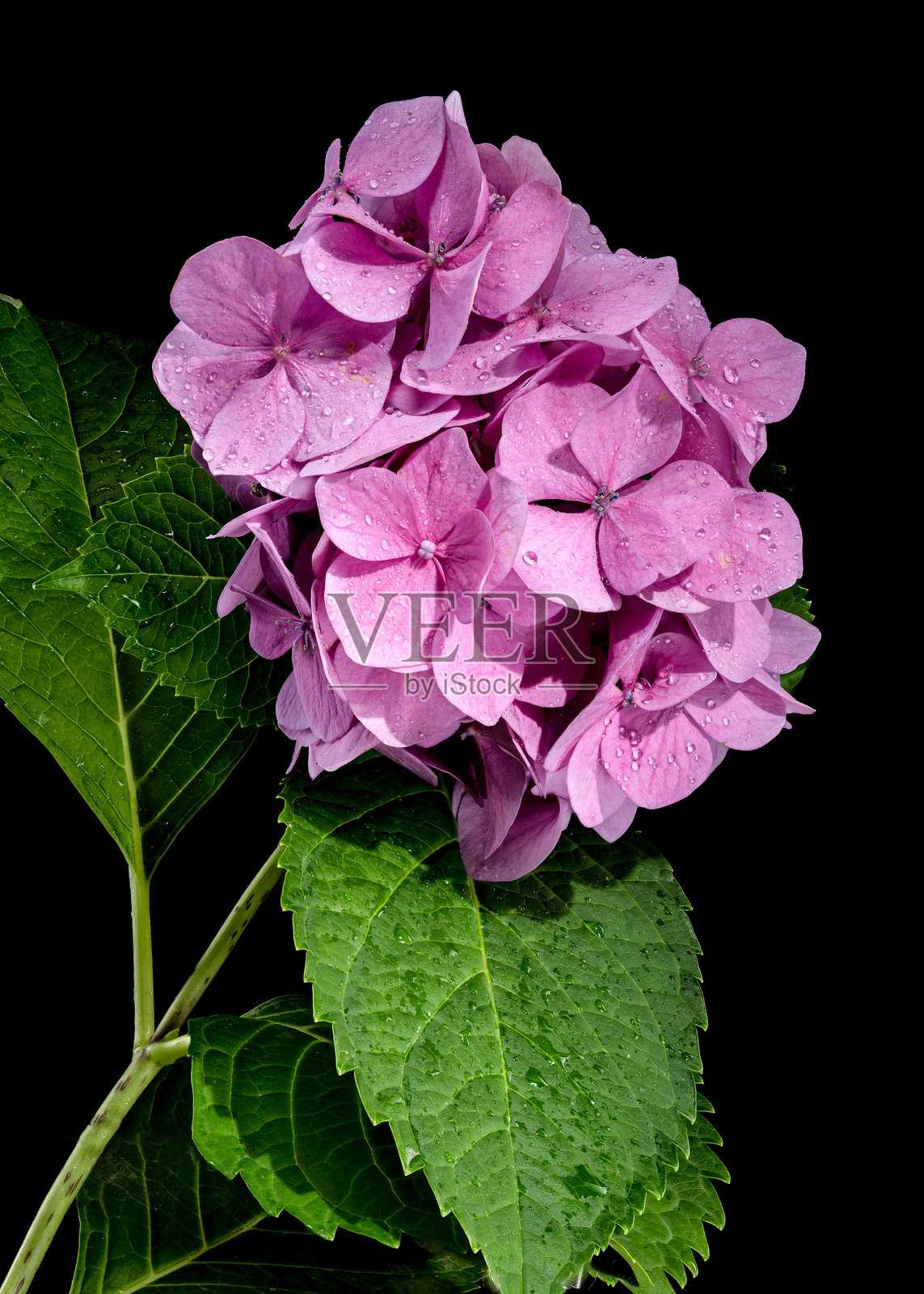 黑色背景上的粉色绣球花早玫瑰照片摄影图片