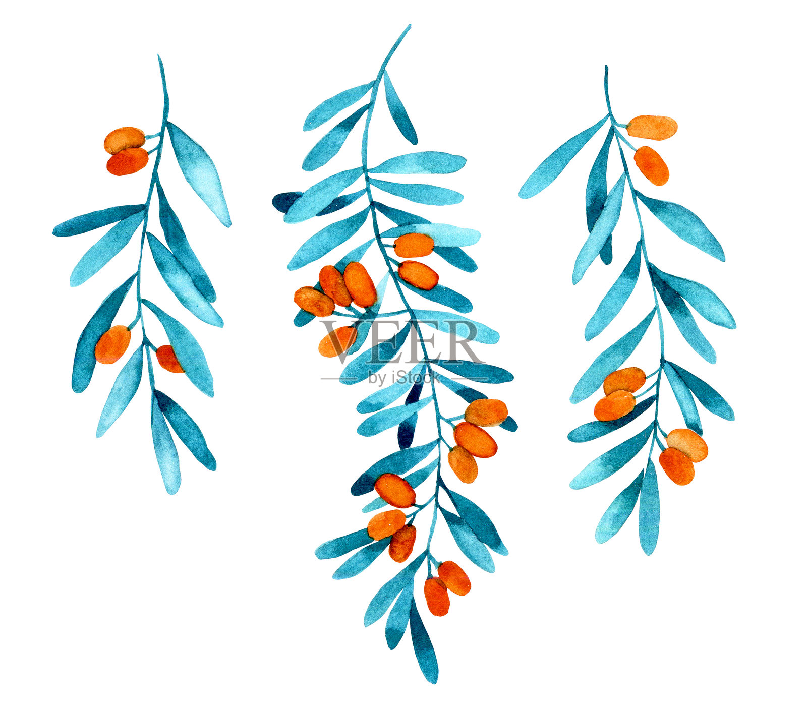 水彩画，沙棘的组合。简单风格的插图，野生浆果的叶子和果实。插画图片素材