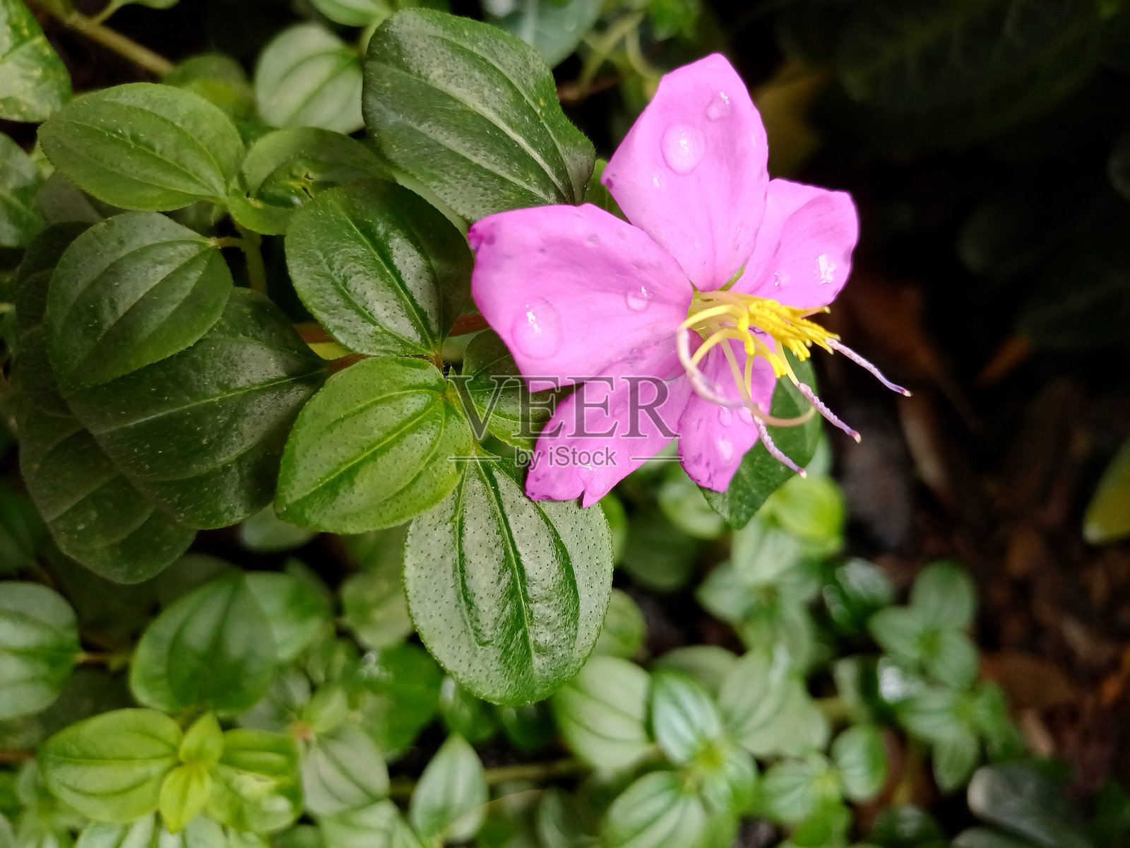 花园中鲜艳的紫色花朵照片摄影图片