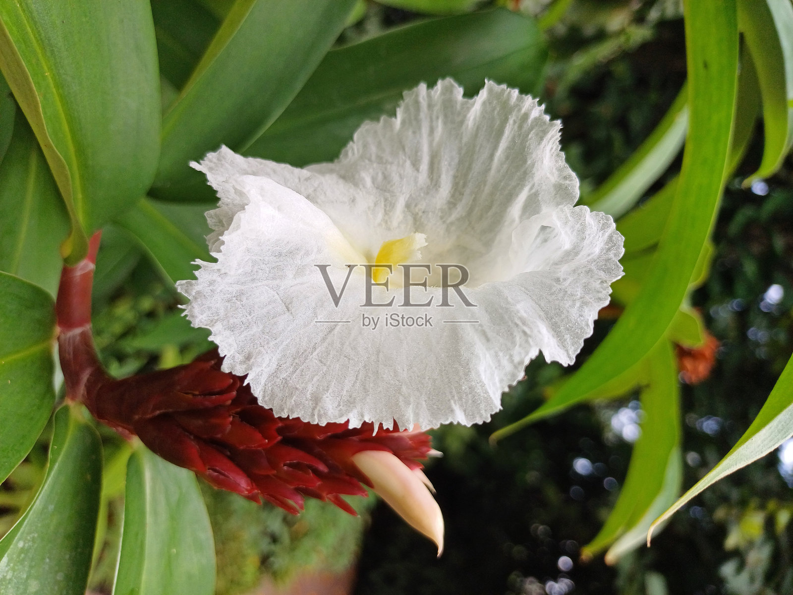 白花的香葱照片摄影图片