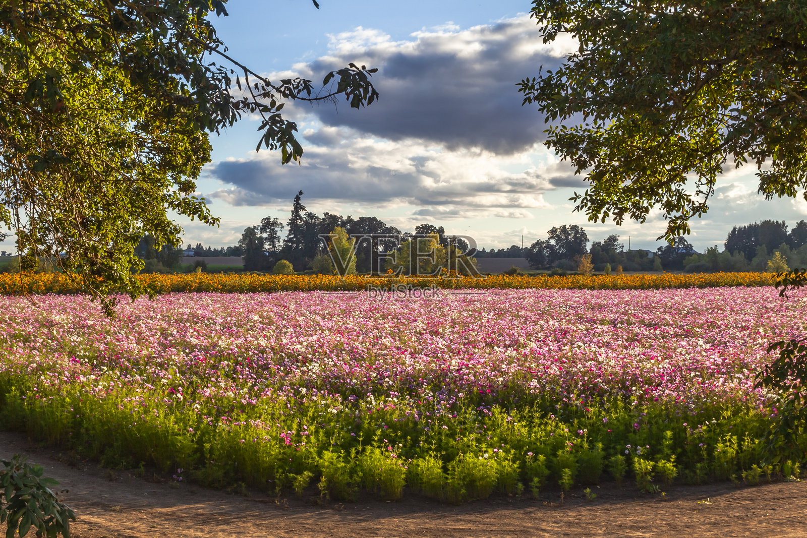 美丽的五彩花卉农业田野照片摄影图片