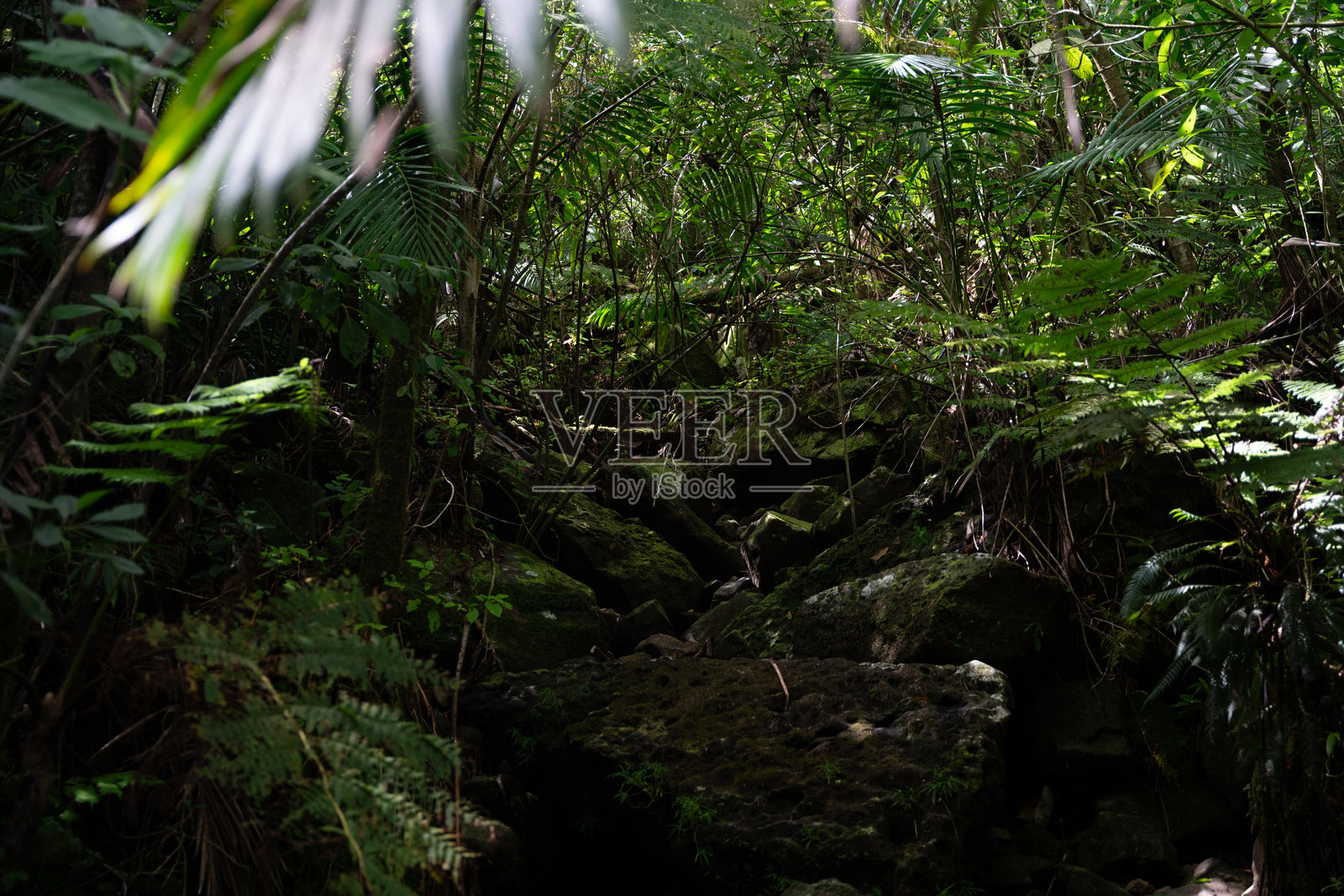 埃尔云克国家森林照片摄影图片