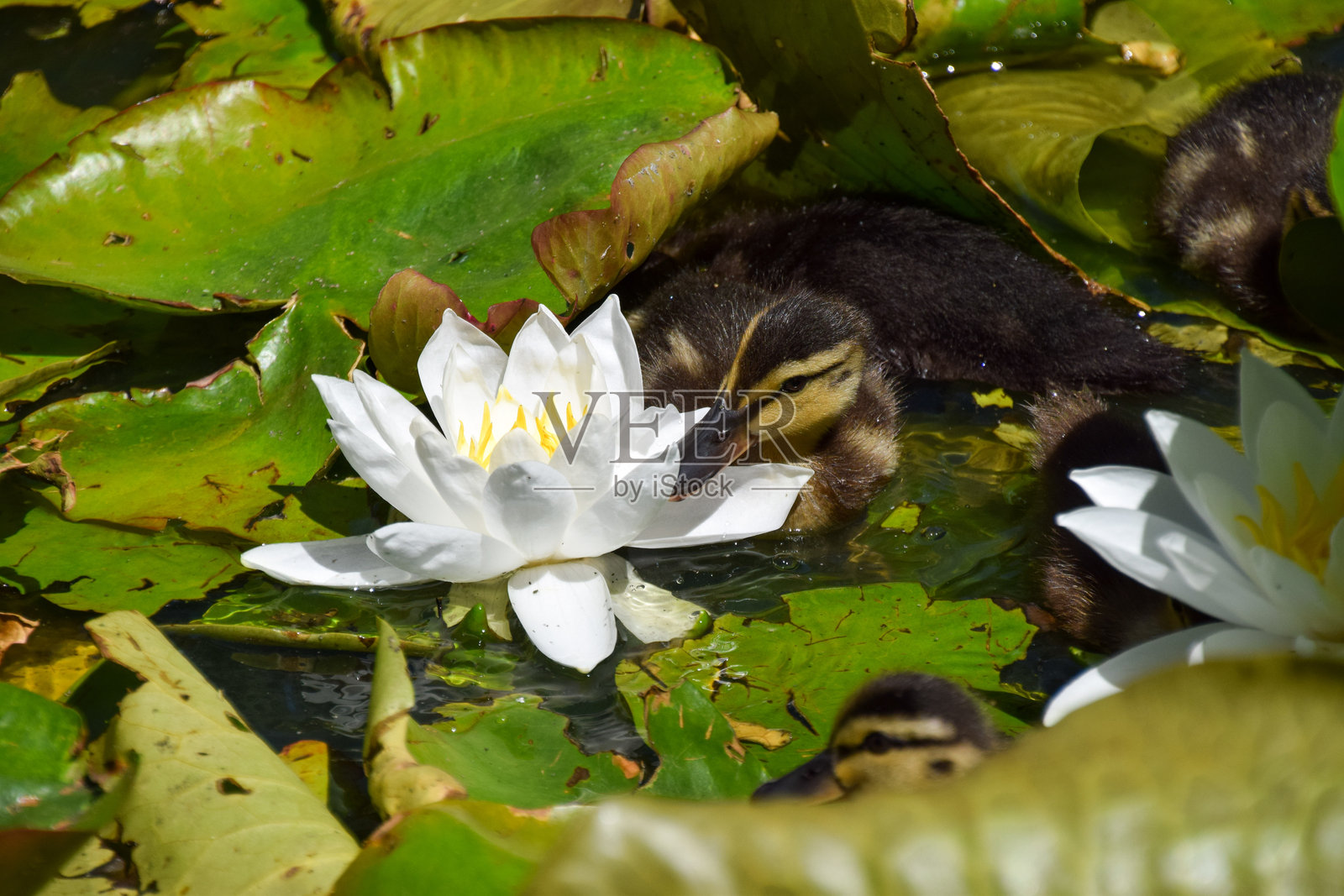 小鸭子和池塘里的睡莲花照片摄影图片
