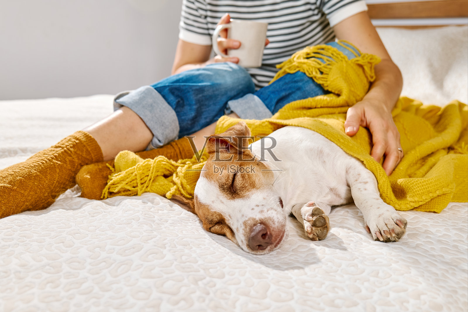 杰克罗素梗狗狗在床上睡觉，靠近主人的腿，裹着黄色的毛毯。秋天的氛围。照片摄影图片